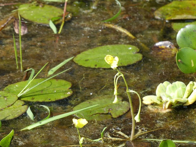 Utricularia platensis, photographed by Víctor Dávalos