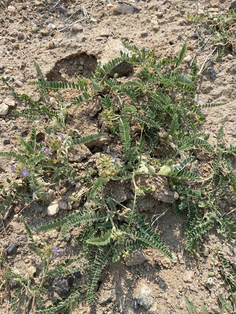Astragalus tibetanus, photographed by Matt Berger
