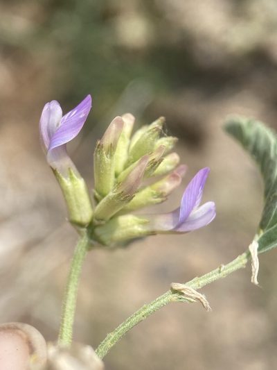 Astragalus tibetanus, photographed by Matt Berger