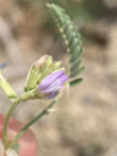 Astragalus tibetanus, photographed by Matt Berger
