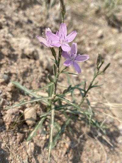 Stephanomeria runcinata, photographed by Matt Berger