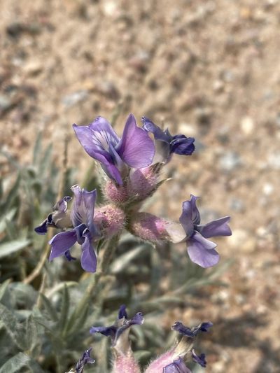Oxytropis besseyi, photographed by Matt Berger