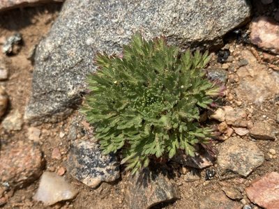 Chamaerhodos erecta, photographed by Matt Berger