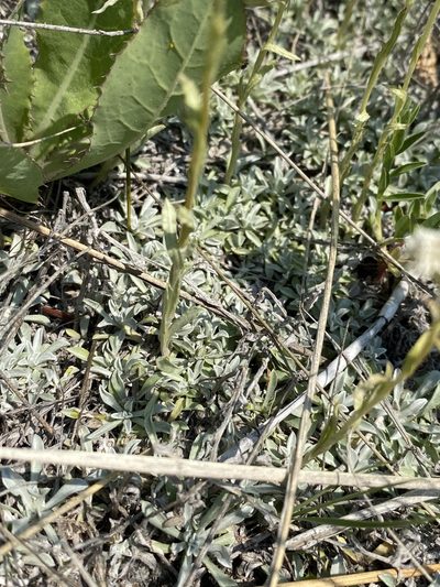 Antennaria microphylla, photographed by Matt Berger