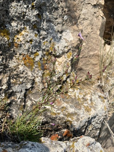 Penstemon laricifolius, photographed by Matt Berger