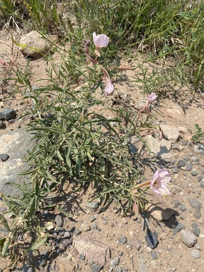 Oenothera nuttallii, photographed by Matt Berger