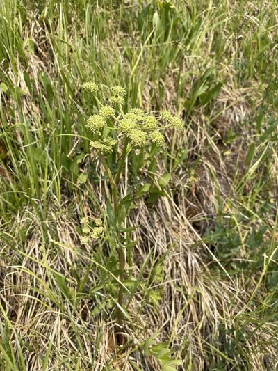 Angelica pinnata, photographed by Matt Berger