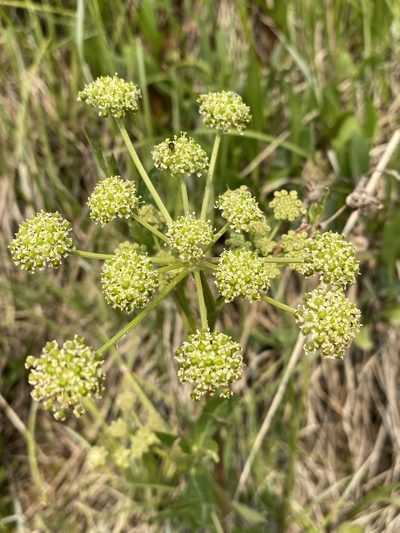 Angelica pinnata, photographed by Matt Berger