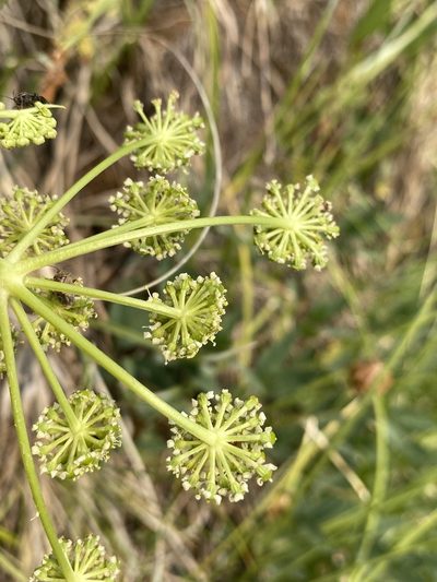 Angelica pinnata, photographed by Matt Berger