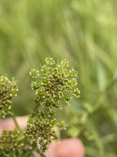 Angelica pinnata, photographed by Matt Berger