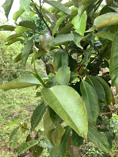 Garcinia mangostana, photographed by Vreni Gem O. Caasi