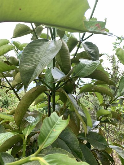Garcinia mangostana, photographed by Vreni Gem O. Caasi