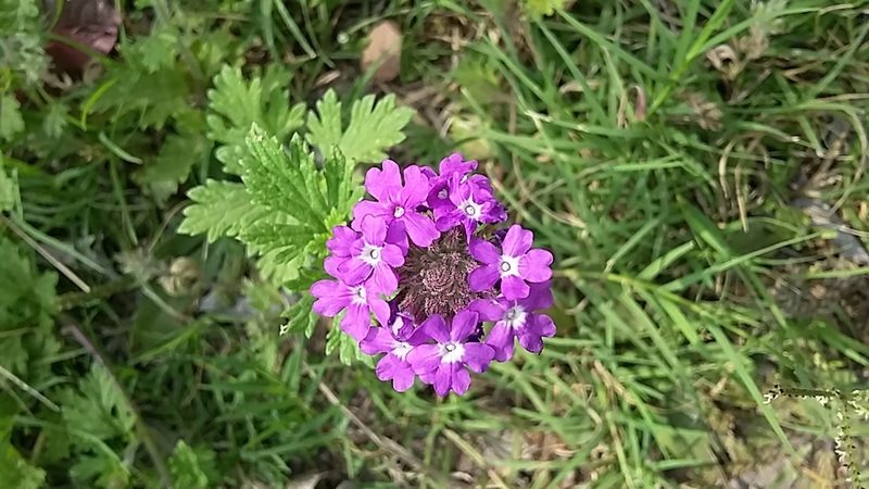 Verbena delticola, photographed by Jaxon Rickel