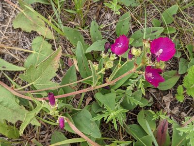Callirhoe triangulata, photographed by Ethan Rose