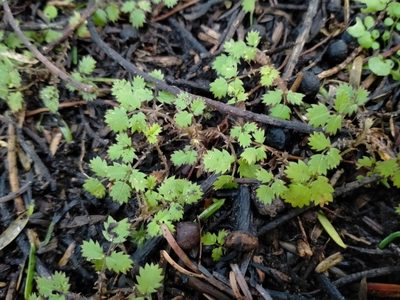 Acaena juvenca, photographed by John Barkla