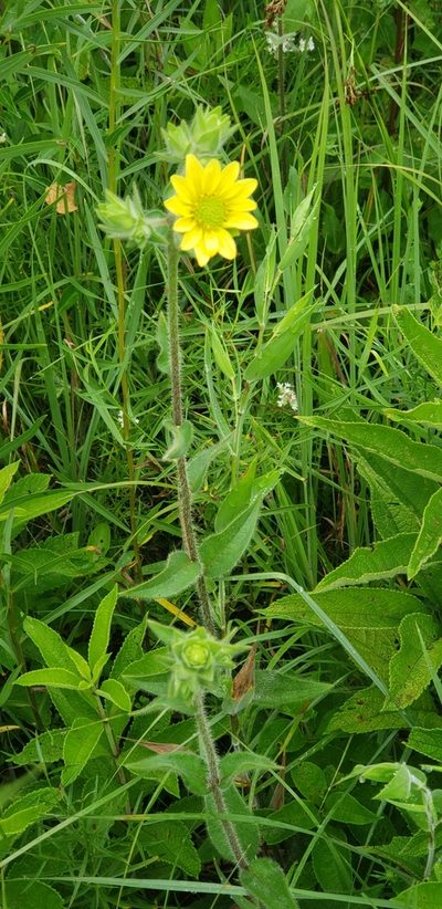 Silphium mohrii, photographed by Stephan Eselgroth