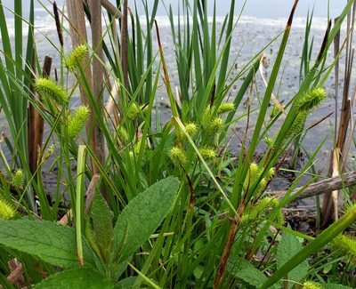 Carex hystericina, photographed by aarongunnar