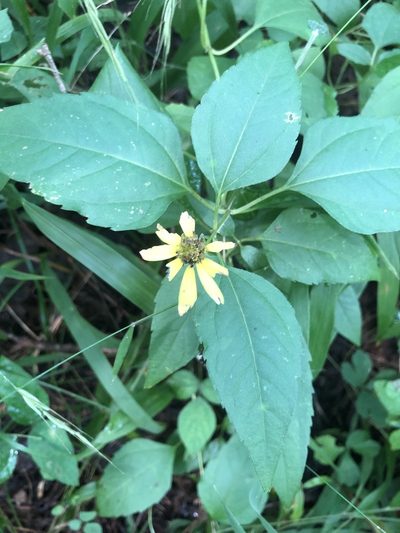 Heliopsis gracilis, photographed by John Kees