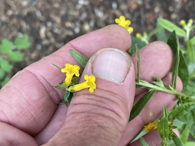 Lithospermum multiflorum, photographed by CK2AZ