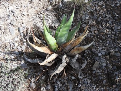 Agave salmiana, photographed by Leticia Jiménez Hernández