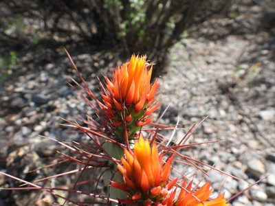 Opuntia stenopetala, photographed by Leticia Jiménez Hernández