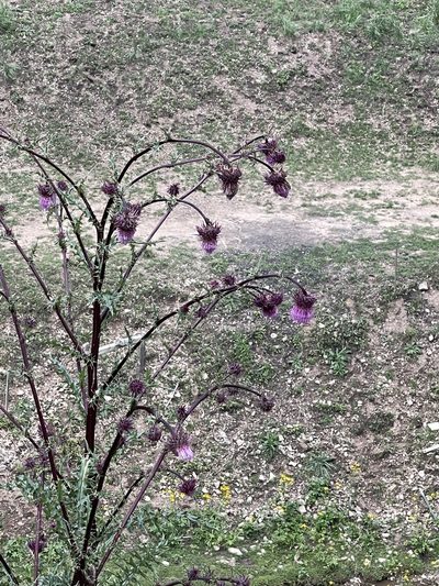 Cirsium vinaceum, photographed by CK2AZ