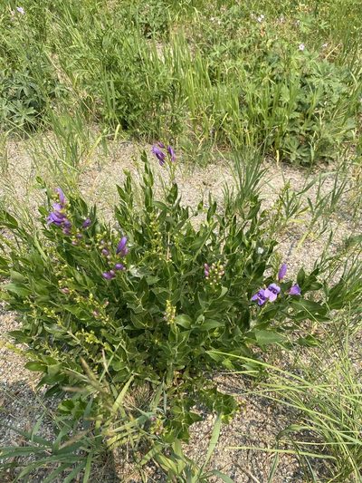 Penstemon venustus, photographed by Matt Berger