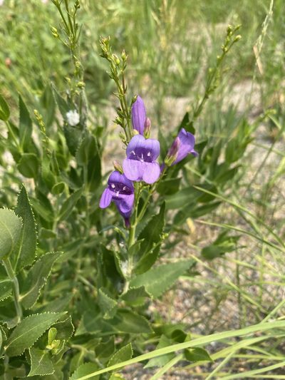 Penstemon venustus, photographed by Matt Berger