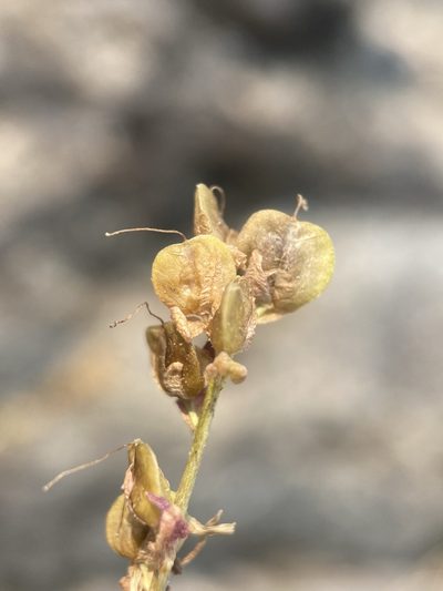 Veronica paysonii, photographed by Matt Berger