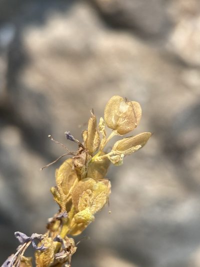 Veronica paysonii, photographed by Matt Berger