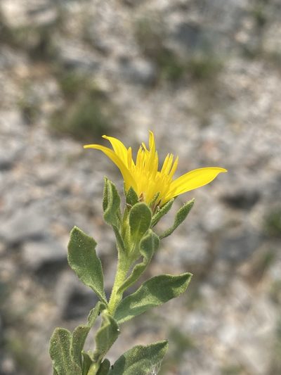 Ericameria suffruticosa, photographed by Matt Berger