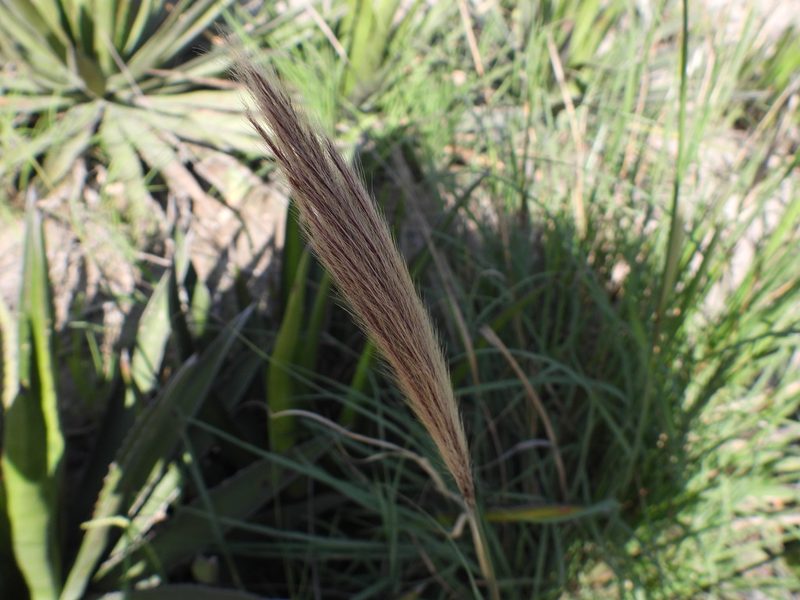 Leptochloa crinita, photographed by Leticia Jiménez Hernández
