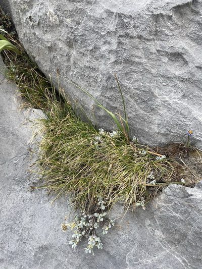 Carex elynoides, photographed by Matt Berger