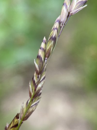 Melica spectabilis, photographed by Matt Berger