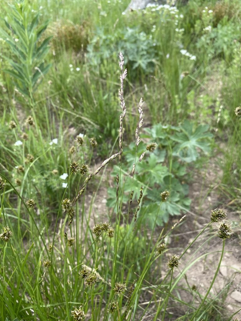 Melica spectabilis, photographed by Matt Berger