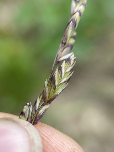 Melica spectabilis, photographed by Matt Berger