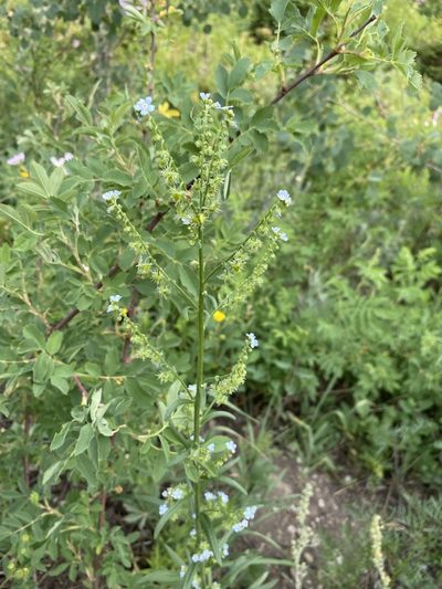 Hackelia floribunda, photographed by Matt Berger