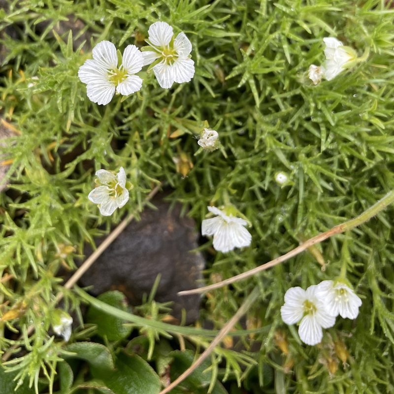 Pseudocherleria macrocarpa, photographed by Roger Rittmaster