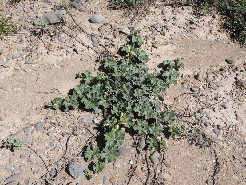 Apodanthera aspera, photographed by Leticia Jiménez Hernández