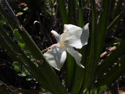 Mandevilla macrosiphon, photographed by Leticia Jiménez Hernández