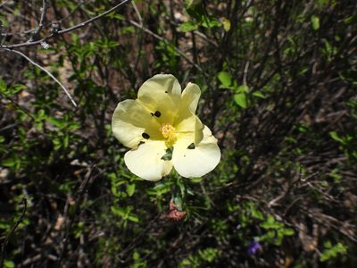 Hibiscus coulteri, photographed by Leticia Jiménez Hernández