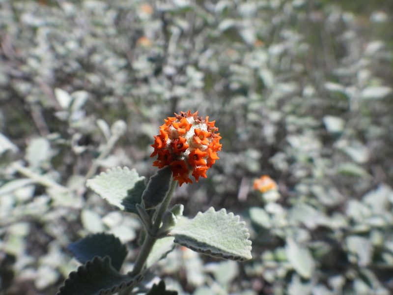 Buddleja marrubiifolia, photographed by Leticia Jiménez Hernández