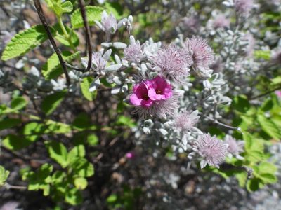 Tiquilia greggii, photographed by Leticia Jiménez Hernández