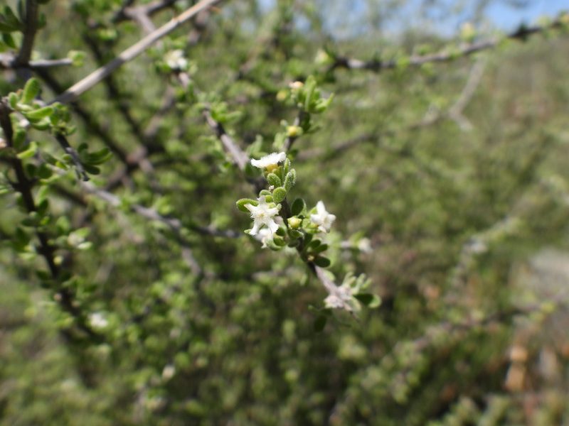 Citharexylum brachyanthum, photographed by Leticia Jiménez Hernández