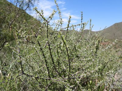 Citharexylum brachyanthum, photographed by Leticia Jiménez Hernández