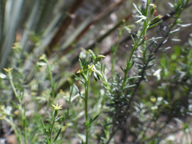 Euploca torreyi, photographed by Leticia Jiménez Hernández