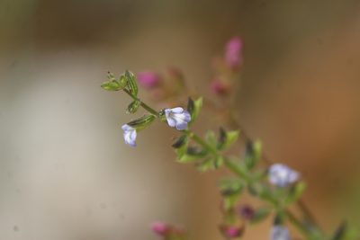 Salvia podadena, photographed by José Belem Hernández Díaz
