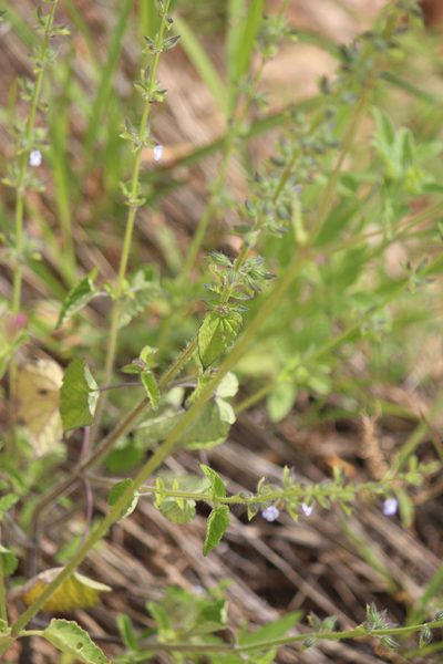 Salvia podadena, photographed by José Belem Hernández Díaz