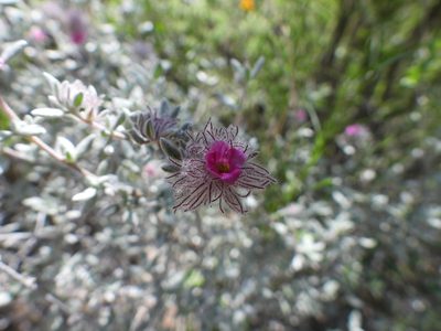 Tiquilia greggii, photographed by Leticia Jiménez Hernández