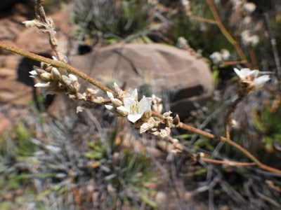 Hechtia texensis, photographed by Leticia Jiménez Hernández